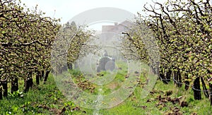 Spraying apple orchard in spring