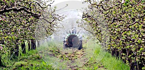 Spraying apple orchard in spring