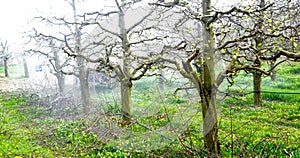 spraying apple orchard in spring image