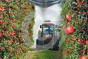 Spraying apple orchard to protect against disease and insects