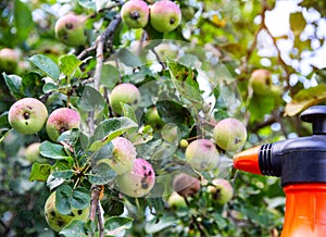 Spraying an apple tree with fruits from codling moth and aphids. Treatment of apple trees with copper sulphate and ammonia. Copy