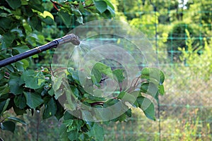 Spraying apricot tree with garden hand sprayer. Closeup.