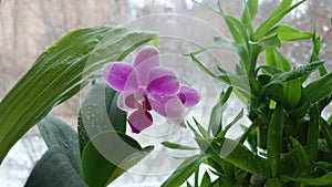 Spraying a blooming orchid with water from a spray bottle. Drops of water linger on the flowers and leaves of the plant