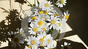 Spraying the Camomile Flowers, watering white daisy flower on summer day, water surface