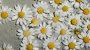 Spraying the Camomile Flowers, watering white daisy flower on summer day, water surface