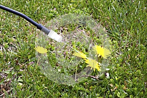 Spraying Dandelions