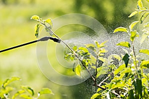 Spraying of fruit tree from pests