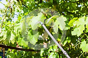 Spraying of grape leaves by pesticide