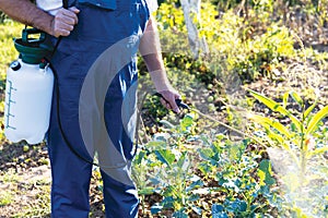 Spraying homemade organic or natural weed killer in vegetable garden