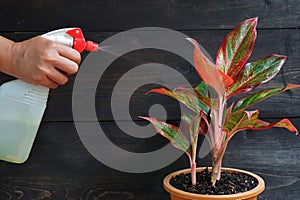 Spraying the indoor plant. Aglaonema Red Lipstick or Chinese Evergreen Plant or Aglaonema Siam Aurora.