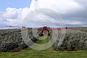Spraying insecticide. photo