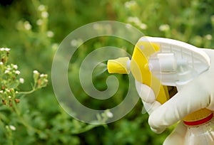 Spraying insecticide