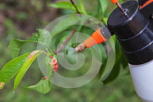 Spraying leaves fruit tree fungicide