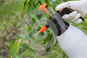 Spraying leaves fruit tree fungicide