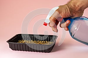 Spraying microgreen in a plastic container with a spray bottle