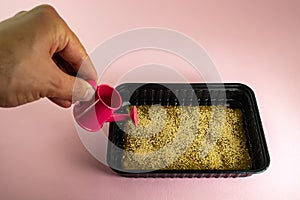 Spraying microgreen in a plastic container with a spray bottle