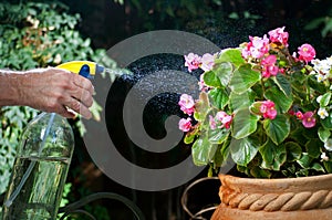 Spraying mist on flowers