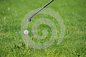 Spraying pesticide on dandelion bloom, lawn weed control