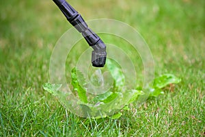 Spraying pesticide, lawn weed control