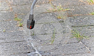 Spraying pesticide with portable sprayer to eradicate garden weeds