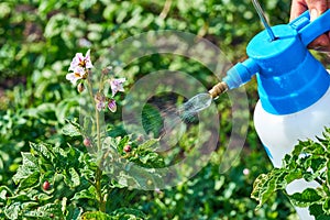 Spraying plants against Colorado potato beetle. Insect pest control in agriculture. pest control colorado potato