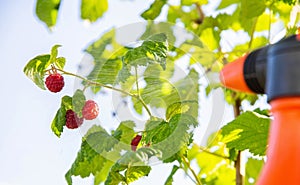 spraying raspberries with copper sulfate, urea and ammonia from pests and diseases. Copy space for text