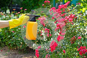 Spraying rose flowers in the garden. Gardener using spray bottle with insecticide. Pest control concept