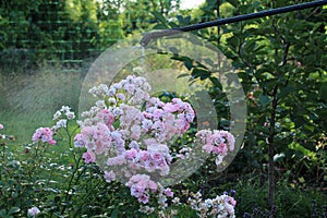 Spraying rose shrub with garden hand sprayer.