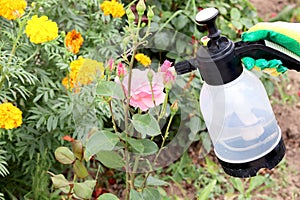 Spraying roses in the garden with a spray bottle. Pest control concept. Caring for garden plants. selective focus