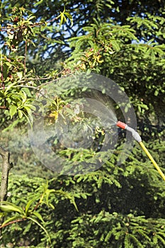 Spraying a sick peach fruit tree.