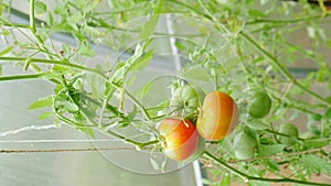 Spraying tomatoes growing in greenhouse. Vertical footage. Ripe red and green unripe tomatoes on bushes covered with dew