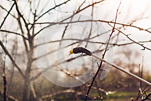 Spraying tree with manual pesticide sprayer against insects in spring garden. Agriculture and gardening. Equipment