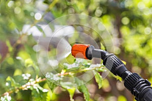 Spraying trees against pests