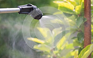 spraying trees with insecticides to protect plants from insect pests. Treatment of trees with a fungicide to protect against