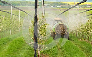 Spraying trees orchard