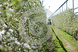 Spraying trees orchard