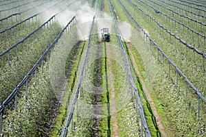 Spraying trees orchard