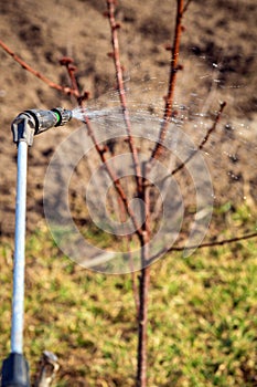 Spraying trees with pesticides in spring pest control or prevention. Garden care