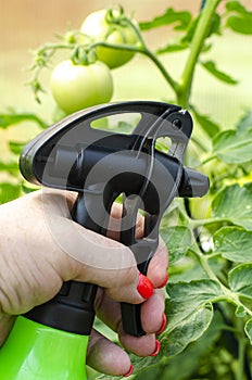 Spraying vegetables and garden plants with pesticides to protect against diseases and pests with hand sprayer