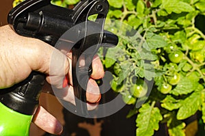 Spraying vegetables and garden plants with pesticides to protect against diseases and pests with hand sprayer