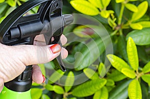 Spraying vegetables and garden plants with pesticides to protect against diseases and pests with hand sprayer