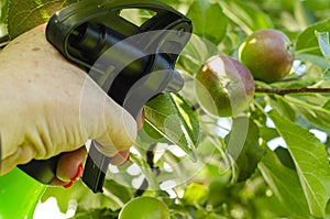 Spraying vegetables and garden plants with pesticides to protect against diseases and pests with hand sprayer