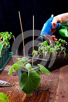 Spraying water from bottle on green leafs of young cucumber seedling in pot on wooden boards background. Gardening lifestyle and
