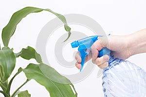 Spraying water on indoor plants. In the hand is a spray bottle with water. Hydration of plants