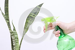 Spraying water on indoor plants. In the hand is a spray bottle with water. Hydration of plants