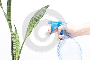 Spraying water on indoor plants. In the hand is a spray bottle with water. Hydration of plants