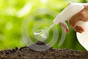 Spraying water to small plant at vegetable or flower nursery garden