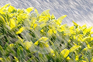 Spraying water on the verdure bush