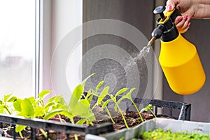 spraying water from a yellow spray bottle onto young green seedlings in a planting tray