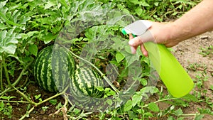 Spraying watermelons growing on the field from a spray bottle.